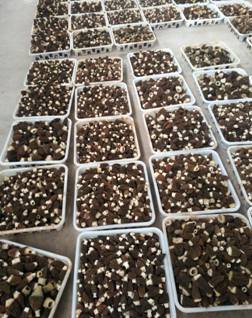 29007E613A1F13C31CC0B778D8FA1BFD