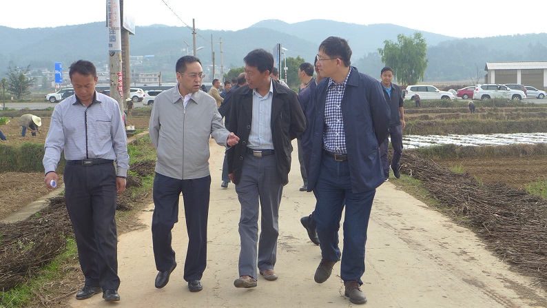 赵克义深入东华镇调研指导当前烤烟生产工作-楚雄市人民政府